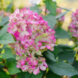 Hydrangea paniculata Bonfire - bugás hortenzia