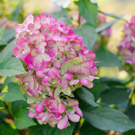 Hydrangea paniculata Bonfire - bugás hortenzia