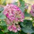 Hydrangea paniculata Bonfire - bugás hortenzia