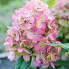 Hydrangea paniculata Bonfire - bugás hortenzia