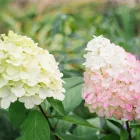 Hydrangea paniculata Bonfire - bugás hortenzia