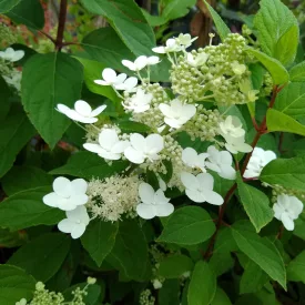 Hydrangea paniculata Kyushu - bugás hortenzia