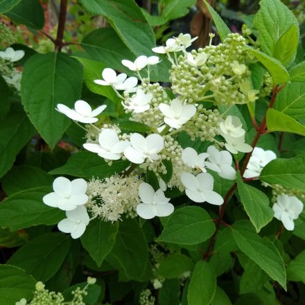 Hydrangea paniculata Kyushu - bugás hortenzia