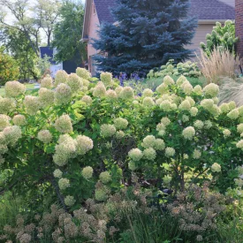 Hydrangea paniculata Limelight - bugás hortenzia