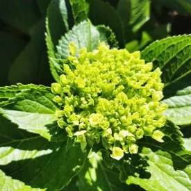 Hydrangea paniculata Mojito - bugás hortenzia