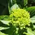 Hydrangea paniculata Mojito - bugás hortenzia