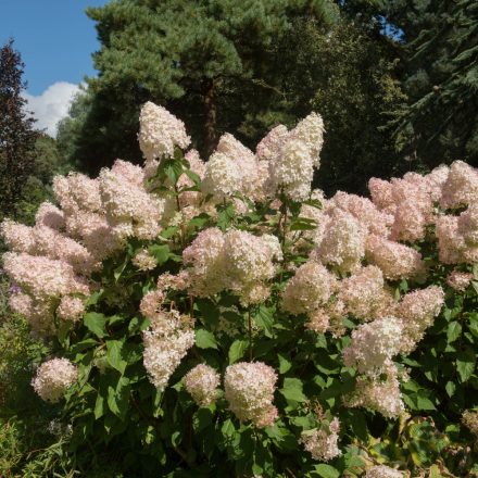 Hydrangea paniculata Phantom - bugás hortenzia