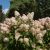 Hydrangea paniculata Phantom - bugás hortenzia