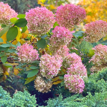 Hydrangea paniculata Pink Lady - bugás hortenzia