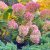 Hydrangea paniculata Pink Lady - bugás hortenzia
