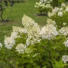Hydrangea paniculata Tardiva - bugás hortenzia