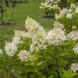 Hydrangea paniculata Tardiva - bugás hortenzia