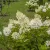 Hydrangea paniculata Tardiva - bugás hortenzia