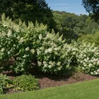 Hydrangea paniculata Tardiva - bugás hortenzia