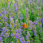 Hyssopus officinalis - kerti izsóp