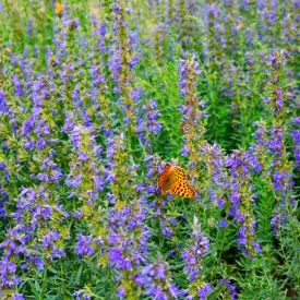 Hyssopus officinalis - kerti izsóp