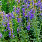 Hyssopus officinalis - kerti izsóp