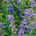 Hyssopus officinalis - kerti izsóp