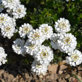 Iberis sempervirens Fishbeck - örökzöld tatárvirág