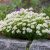 Iberis sempervirens Snowdrift- örökzöld tatárvirág