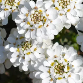   Iberis sempervirens Whistler Compact - örökzöld tatárvirág