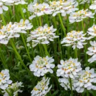 Iberis sempervirens Whistler White - örökzöld tatárvirág