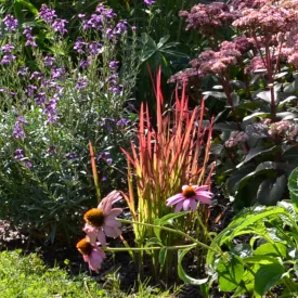 Imperata cylindrica Red Baron - vörös alangfű
