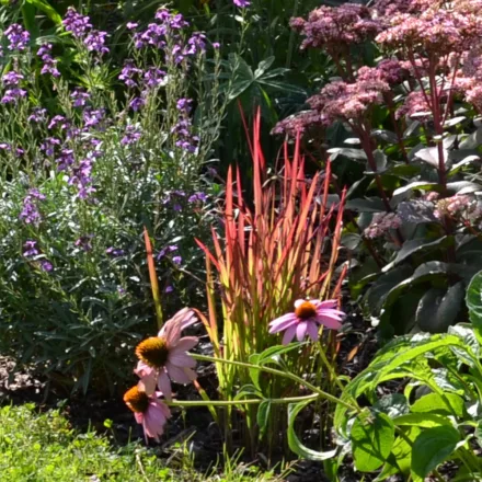 Imperata cylindrica Red Baron - vörös alangfű
