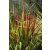 Imperata cylindrica Red Baron - vörös alangfű