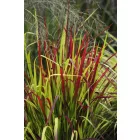 Imperata cylindrica Red Baron - vörös alangfű