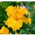 Iris sárga - nőszirom
