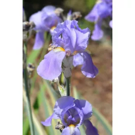 Iris pallida Variegata - dalmát nőszirom C13