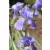 Iris pallida Variegata - dalmát nőszirom C13
