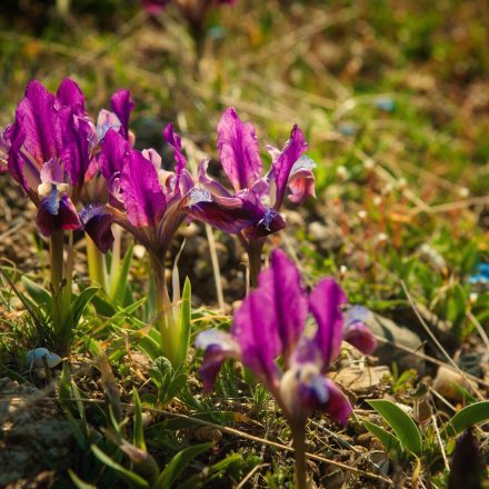 Iris pumila Pastel Charm - törpe nőszirom