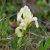 Iris pumila Schwanensee - törpe nőszirom