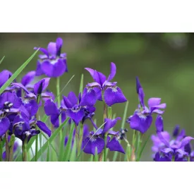 Iris sibirica Ceasar's Brother - szibériai nőszirom