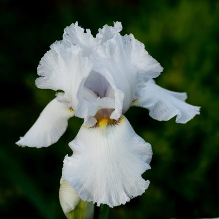 Iris sibirica Not Quite White - nőszirom