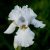 Iris sibirica Not Quite White - nőszirom