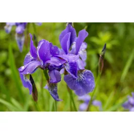 Iris sibirica Ruffled Velvet - nőszirom