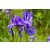 Iris sibirica Ruffled Velvet - nőszirom