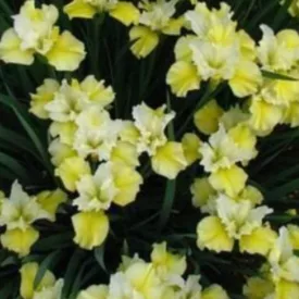 Iris sibirica Summer Revels - szibériai nőszirom
