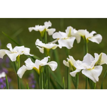 Iris sibirica White Swirl - nőszirom