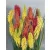 Kniphofia uvaria Flamenco - fürtös fáklyaliliom