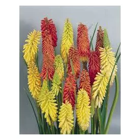 Kniphofia uvaria Flamingo - fürtös fáklyaliliom