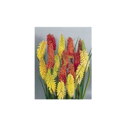 Kniphofia uvaria Flamingo - fürtös fáklyaliliom