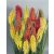 Kniphofia uvaria Flamingo - fürtös fáklyaliliom