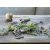 Lavandula angustifolia  - levendula
