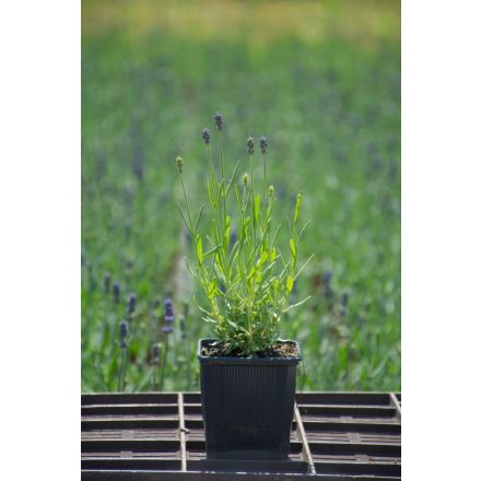 Lavandula angustifolia Blue Scent  - levendula