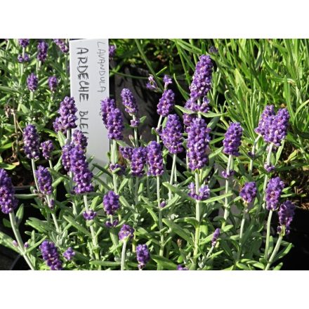 Lavandula angustifolia Hidcote Blue- levendula c15