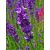 Lavandula angustifolia Aromatico Early Blue- levendula